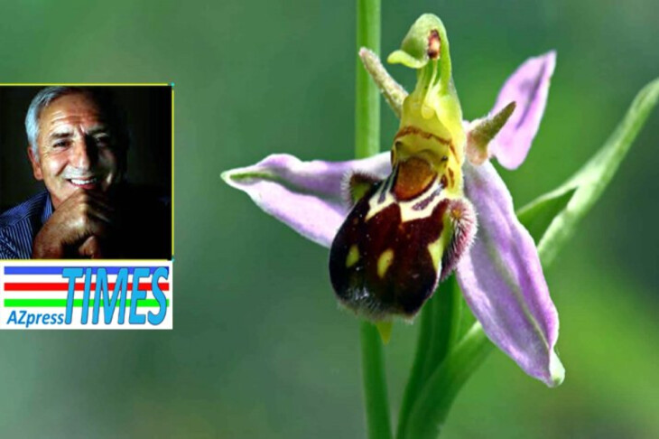 <p>Kərim Kərimli:&nbsp;Xarıbülbülə</p>