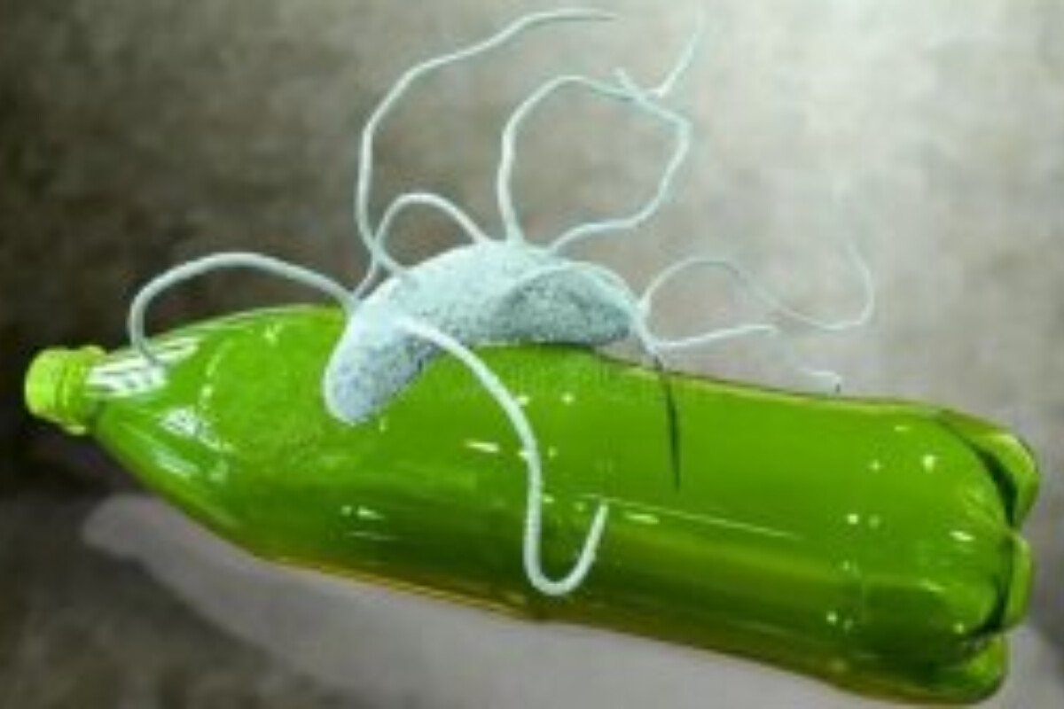 <p>Plastik yeyən bakteriya tapıldı</p>