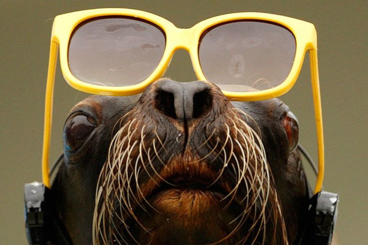 <p>Günəş tutulmasına heyvanlar necə reaksiya verir?</p>