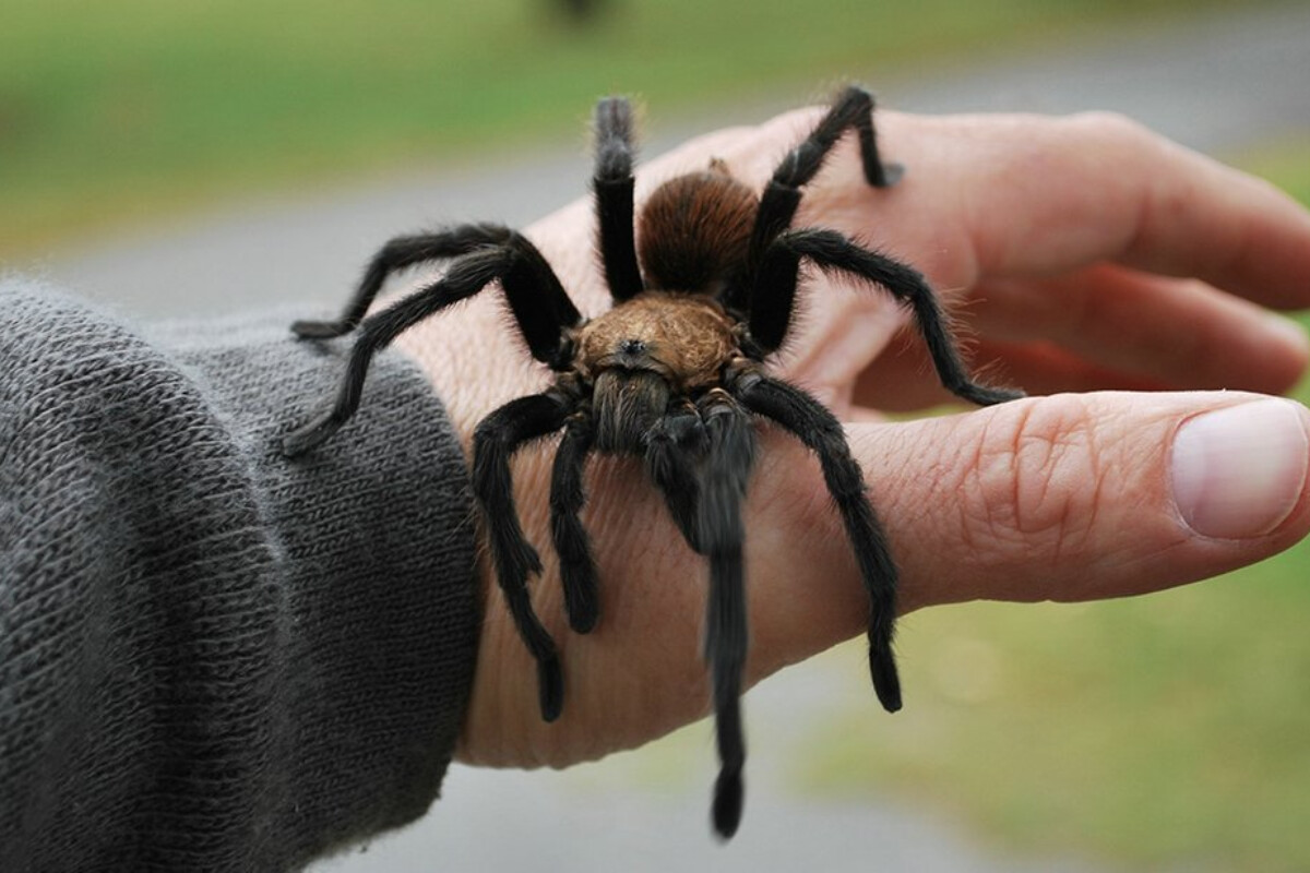 <p>Hörümçəklərin &ldquo;söhbətlərini&rdquo; deşifrə etməyin&nbsp;yeni üsulu tapılıb</p>