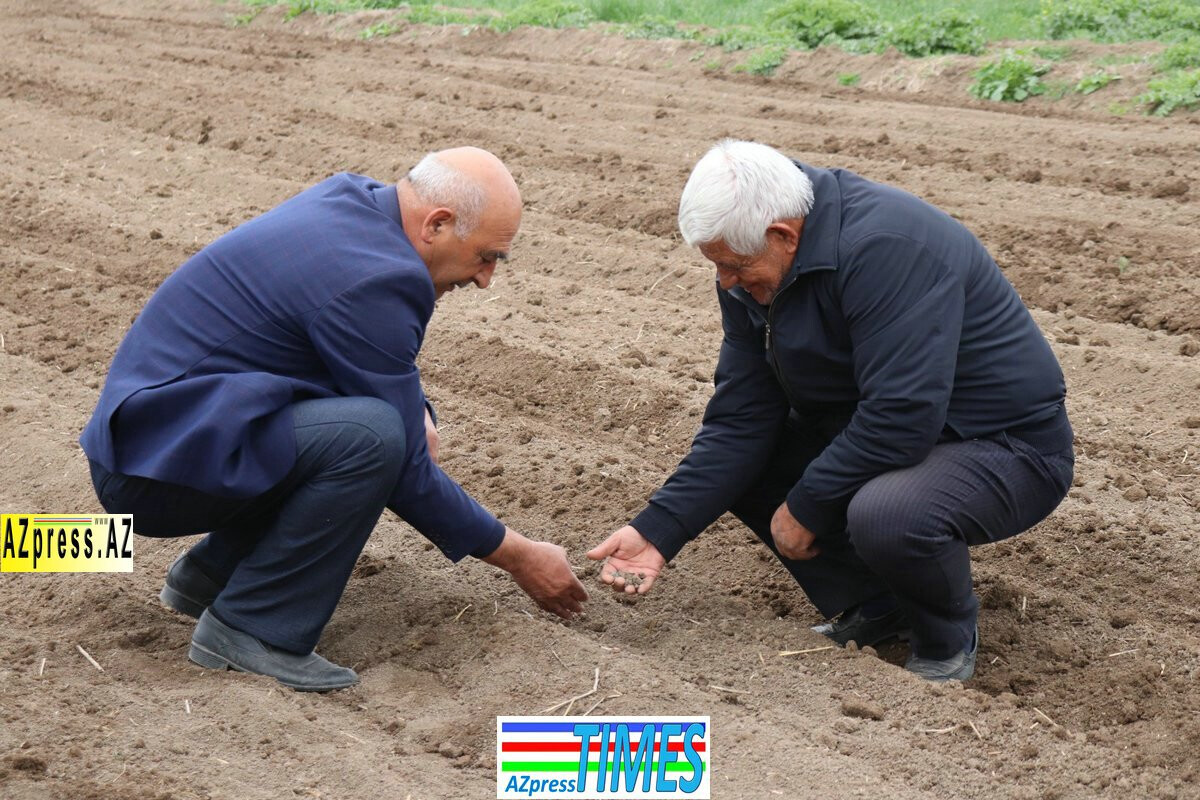 <p>Ağcabədidə çiyid səpini davam edir<br />
&nbsp;</p>