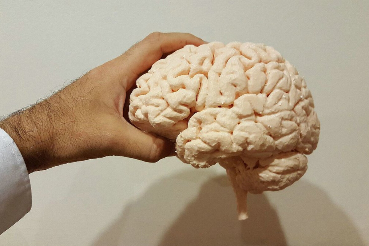 <p>İnsan beyninin öz mikrobiotası var</p>