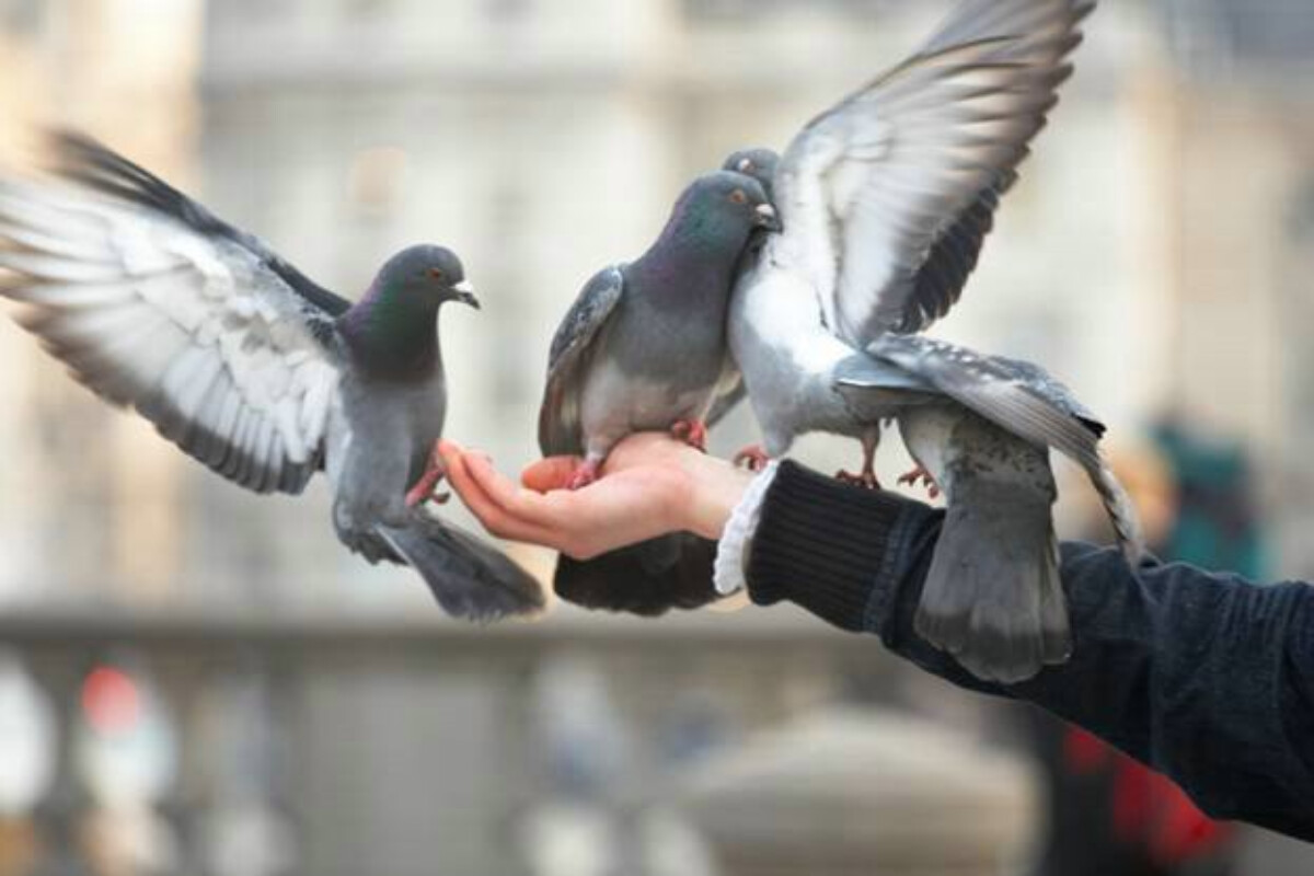 <p>AĞALAR İDRİSOĞLU: İNSANLAR VƏ GÖYƏRÇİNLƏR<br />
&nbsp;</p>