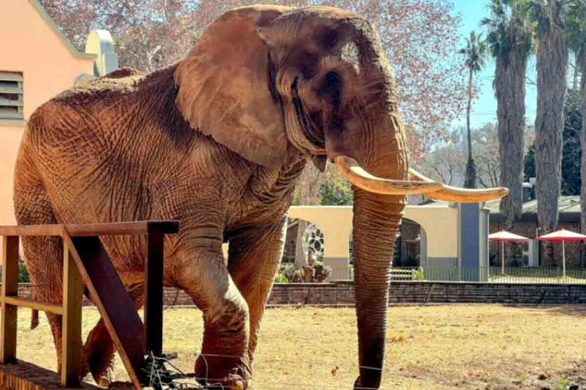<p>Cənubi Afrikada sonuncu fil 40 ildən sonra zooparkı tərk edib</p>