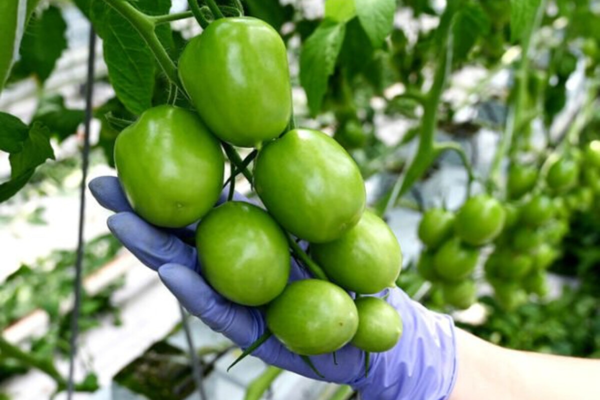 <p>Həkim yaşıl pomidorun zərərlərindən danışıb</p>