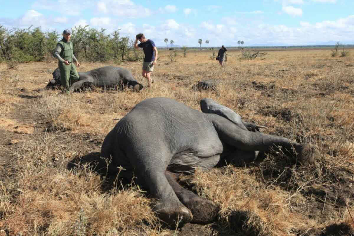 <p>Namibiya hakimiyyəti 80-dən çox fili öldürəcək</p>