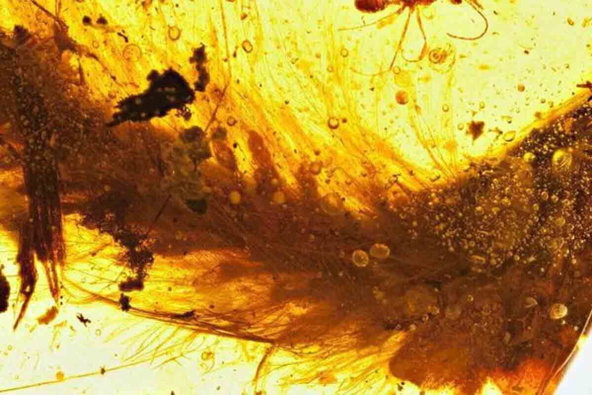 <p>Bitkinin dinozavr quyruğu olduğu ortaya çıxdı</p>