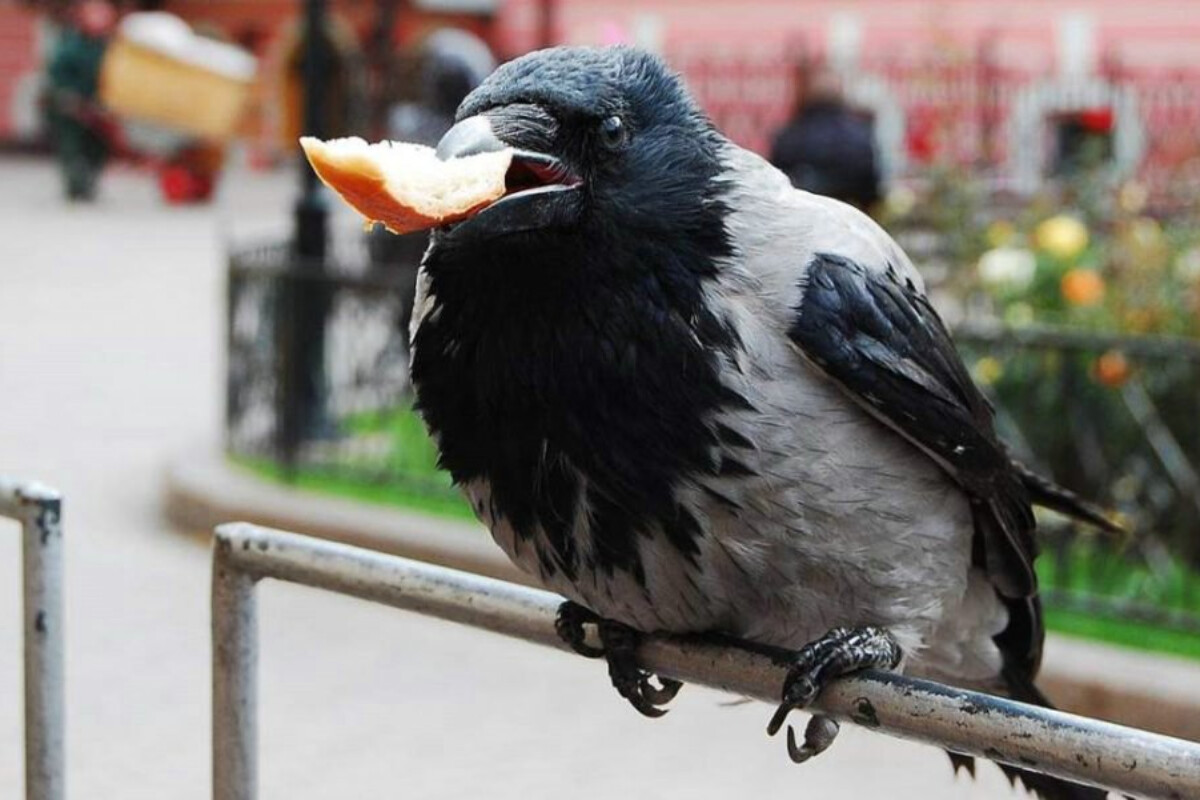 <p>Fransada quşlara insanlardan siqaret kötüklərini&nbsp;yığmağı öyrədirdilər</p>