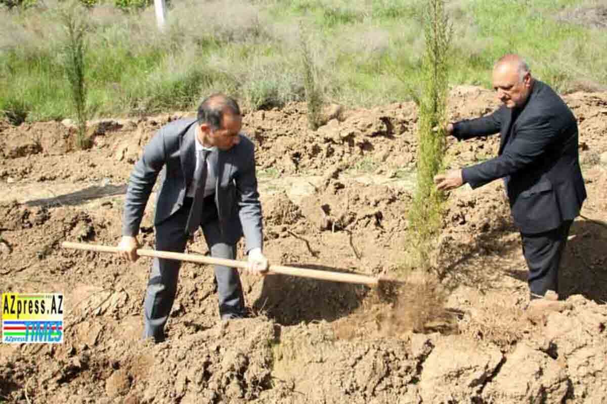 <p>Ağcabədidə növbəti ağacəkmə aksiyası keçirilib</p>