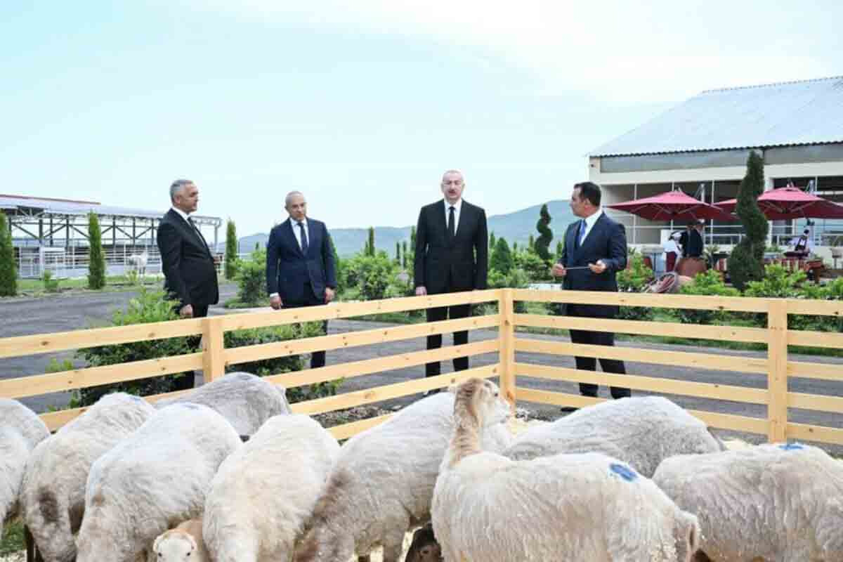 <p>İlham Əliyev “Qoç Ət” Kəndli Fermer Təsərrüfatı MMC-nin Xocalının Xanabad kəndindəki heyvandarlıq kompleksinin açılışında iştirak edib</p>