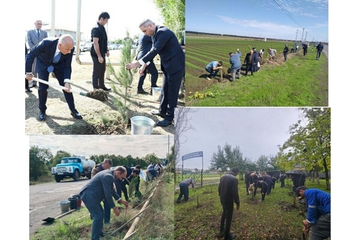 <p><em><strong>Masallıda ağacəkmə aksiyasına start verildi</strong></em></p>