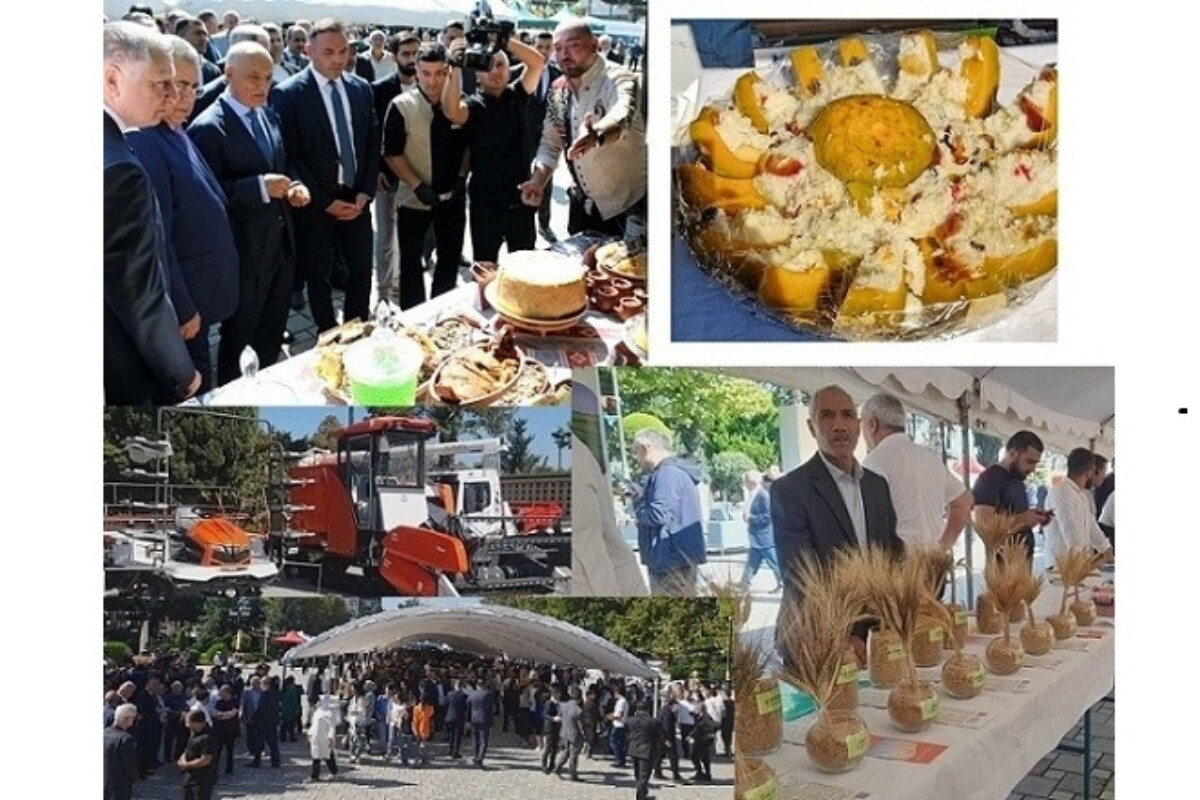 <p><em><strong>Masallıda &ldquo;Çəltik və Düyü Festivalı&rdquo; keçirilib</strong></em></p>