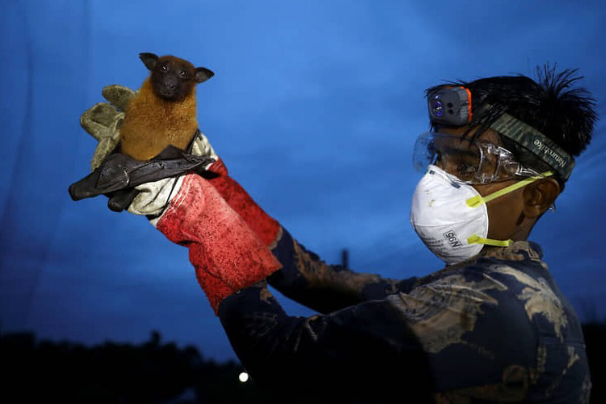 <p>ÜST ölümcül Nipah virusu ilə bağlı həyəcan təbili çalır</p>