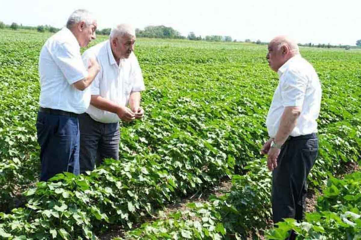 <p>Ağcabədidə pambıq sahələrində becərmə&nbsp;işləri uğurla davam etdirilir +FOTO=29</p>