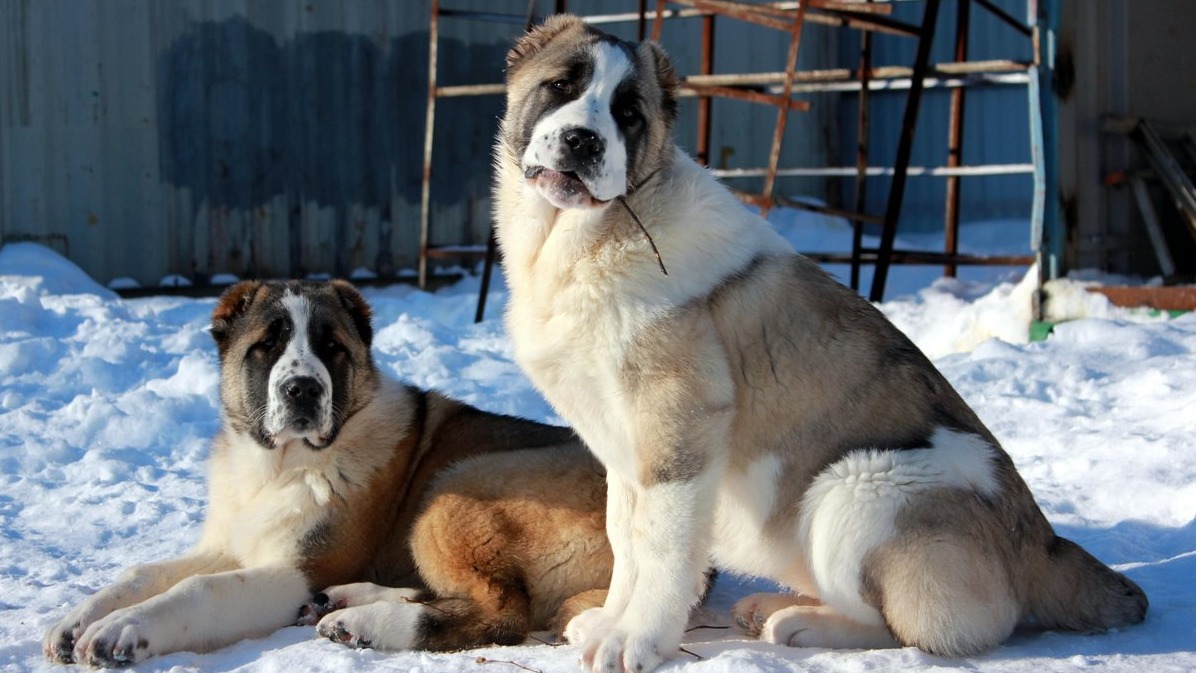 <p>UNESCO Alabay itlərinin yetişdirilməsini qeyri-maddi mədəni irs kimi tanıyıb</p>