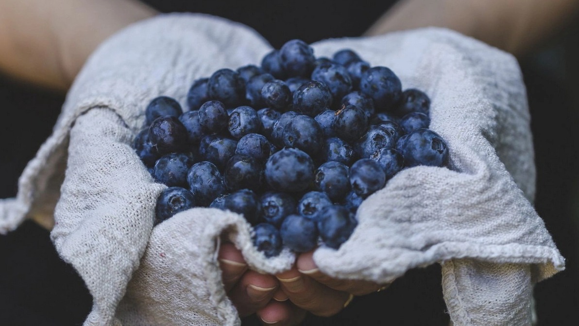 Məşhur bir giləmeyvədə hüceyrələrin qocalmasını yavaşladan maddələr tapılıb